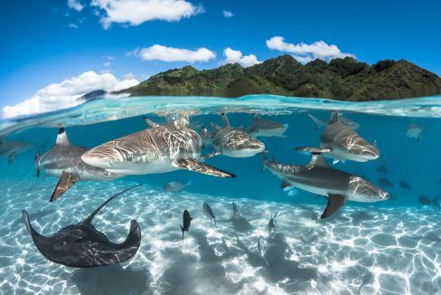 Protect and respect marine animals in French Polynesia